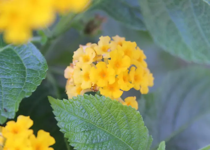 Sea Breeze Prázdninový dům *