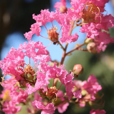 Sea Breeze בית נופש