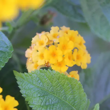 Sea Breeze בית נופש *